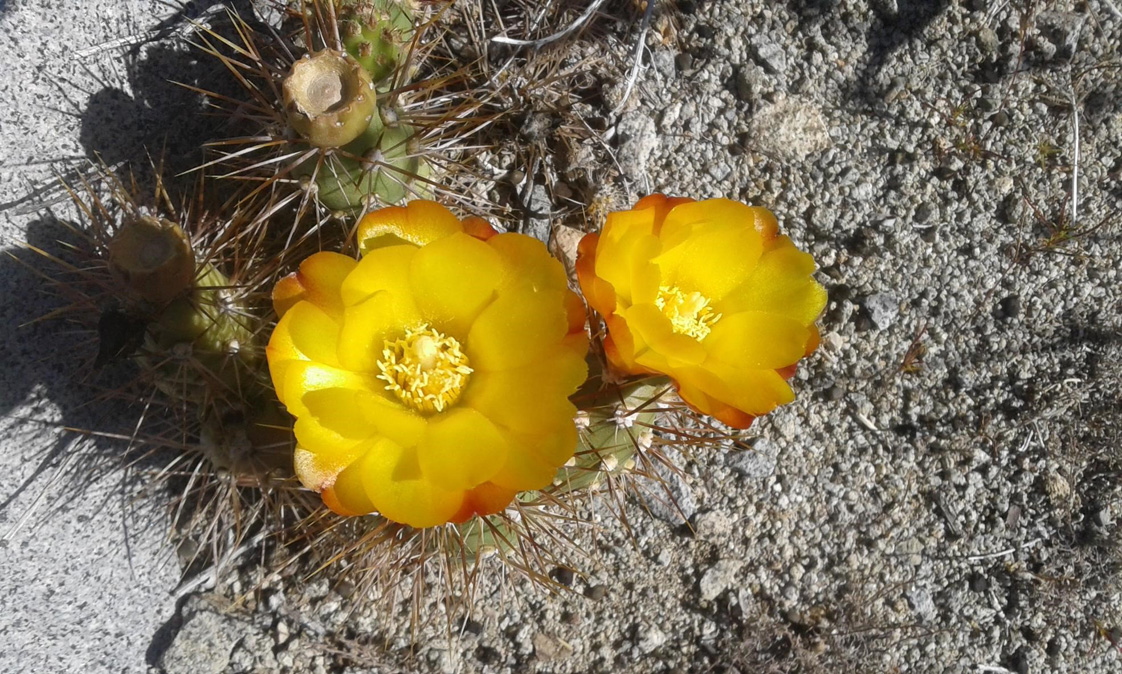 Cumulopuntia